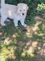 Pinky, a female Great Pyrenees for sale in Vancouver, WA – 1 of 3