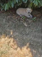 Bluey, a male Great Pyrenees for sale in Vancouver, WA – 5 of 5