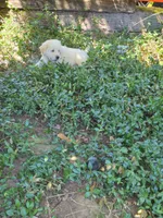Pinky, a female Great Pyrenees for sale in Vancouver, WA – 2 of 3