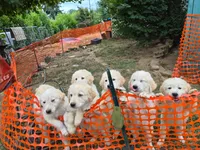 Bluey, a male Great Pyrenees for sale in Vancouver, WA – 2 of 5