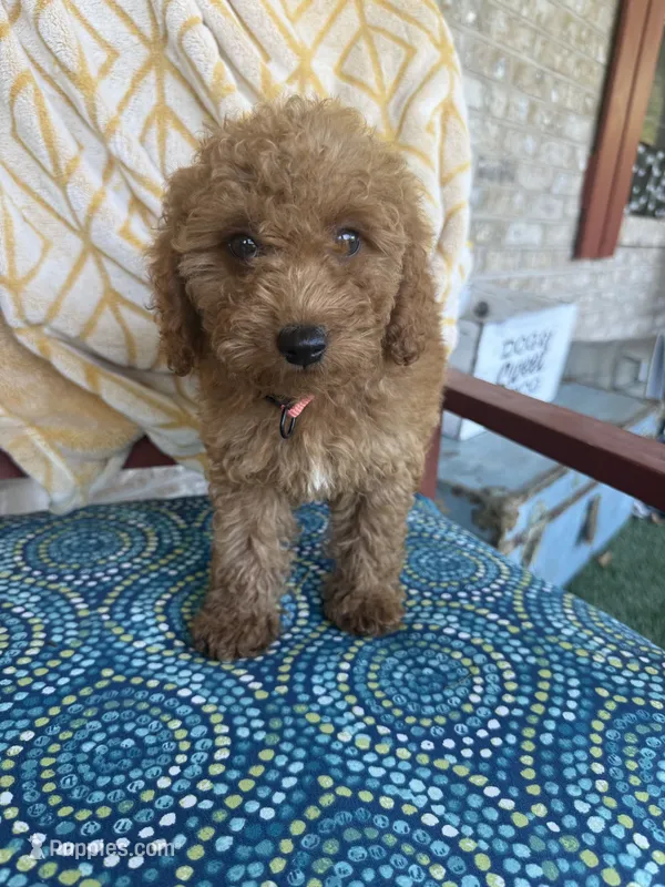 Cora – Miniature Labradoodle puppy for sale in Bowling Green, KY