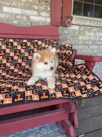 Ryder, a male Pomsky for sale in Bowling Green, KY – 3 of 9