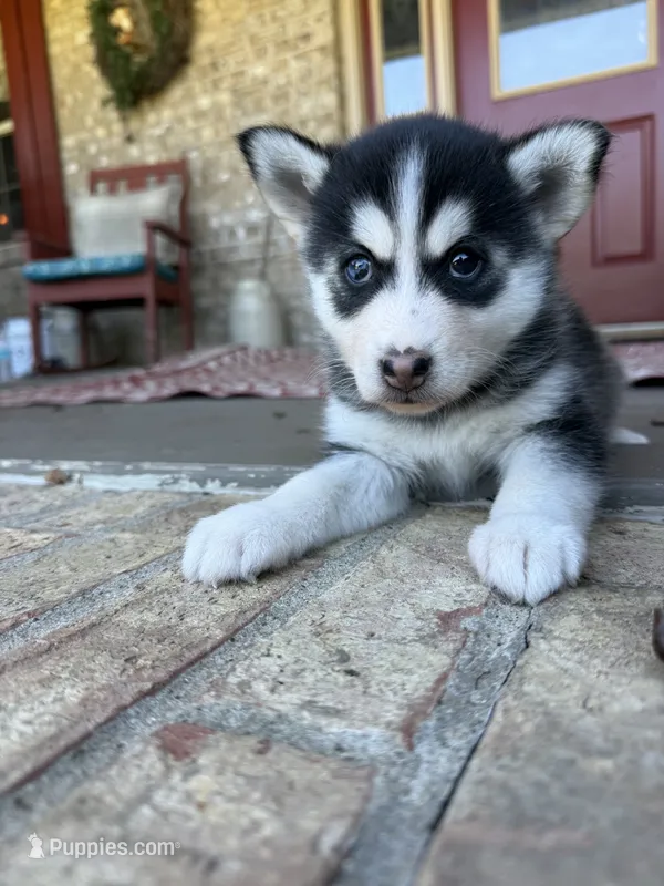 Aurora – Pomsky puppy for sale in Bowling Green, KY