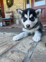 Aurora, a female Pomsky for sale in Bowling Green, KY – 2 of 8