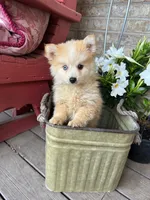 Hailey, a female Pomsky for sale in Bowling Green, KY – 7 of 7