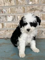 S'mores, a female Sheepadoodle and Miniature Bernedoodle for sale in Bowling Green, KY – 5 of 5