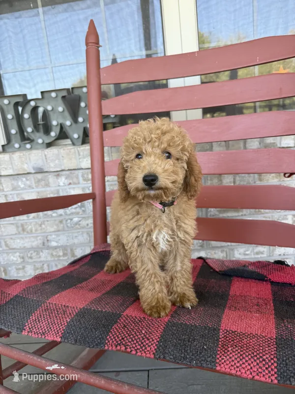 Charlie – Miniature Labradoodle puppy for sale in Bowling Green, KY