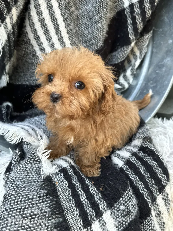 Apple – Cavapoo puppy for sale in Bowling Green, KY