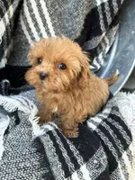 Apple, a female Cavapoo for sale in Bowling Green, KY – 9 of 10