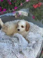 Bailey, a female Miniature Bernedoodle for sale in Bowling Green, KY – 8 of 10