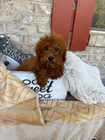 Jenny, a female Miniature Labradoodle for sale in Bowling Green, KY – 4 of 5