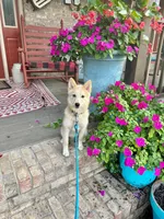 Hunter, a male Pomsky for sale in Bowling Green, KY – 6 of 7