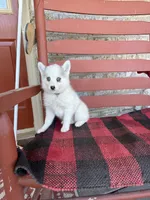 Abby, a female Pomsky for sale in Bowling Green, KY – 2 of 5