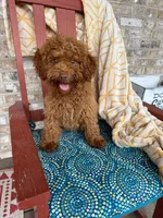 ella, a female Cavapoo for sale in Bowling Green, KY – 4 of 5