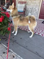 Hugo, a male Pomsky for sale in Bowling Green, KY – 6 of 10