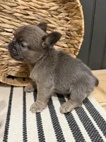 Blueberry, a female French Bulldog for sale in Bowling Green, KY – 8 of 10