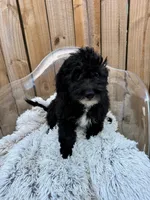 Nico (special price), a male Miniature Bernedoodle for sale in Bowling Green, KY – 6 of 7