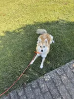Reese, a male Pomsky for sale in Bowling Green, KY – 6 of 6