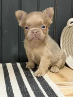 Cinnamon, a female French Bulldog for sale in Bowling Green, KY – 2 of 8