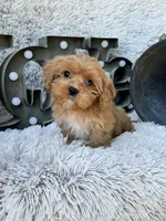 Ava, a female Cavapoo for sale in Bowling Green, KY – 4 of 10