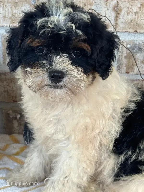 Bonnie – Miniature Bernedoodle puppy for sale in Bowling Green, KY