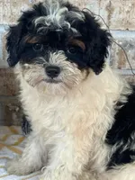 Bonnie, a female Miniature Bernedoodle for sale in Bowling Green, KY – 4 of 7