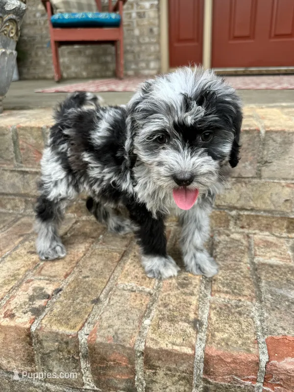 Nala – Miniature Bernedoodle puppy for sale in Bowling Green, KY