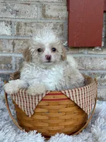 Lex, a male Cavapoo for sale in Bowling Green, KY – 2 of 6