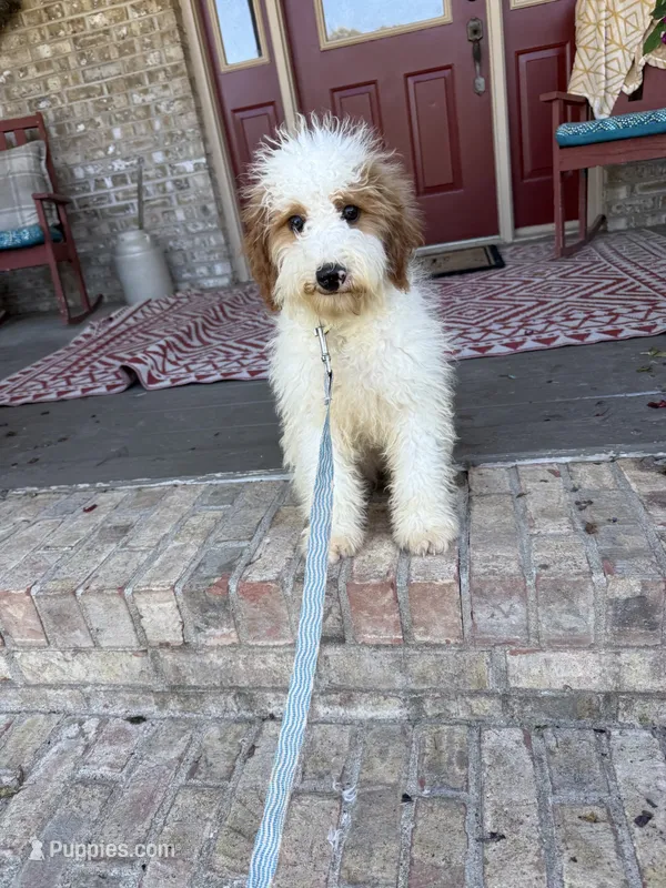 Brook – Miniature Bernedoodle puppy for sale in Bowling Green, KY