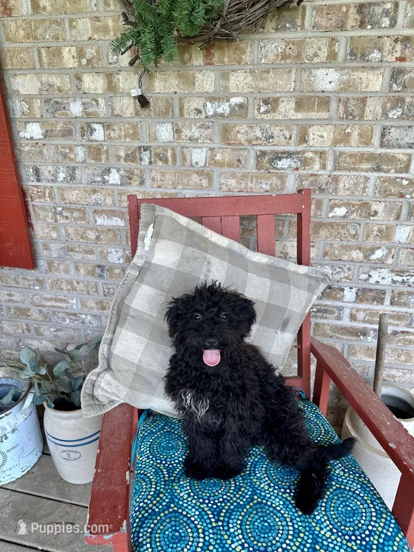 Eliza – Cavapoo puppy for sale in Bowling Green, KY
