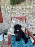 Eliza, a female Cavapoo for sale in Bowling Green, KY – 1 of 5