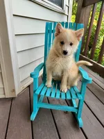 Hunter, a male Pomsky for sale in Bowling Green, KY – 2 of 7