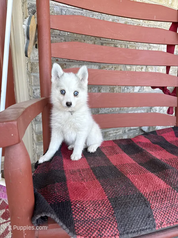 Abby – Pomsky puppy for sale in Bowling Green, KY
