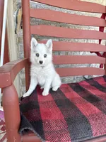 Abby, a female Pomsky for sale in Bowling Green, KY – 1 of 5