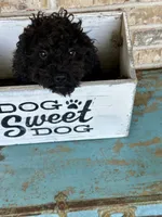 Elsa, a female Cavapoo for sale in Bowling Green, KY – 4 of 7
