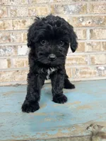Salem, a female Sheepadoodle and Miniature Bernedoodle for sale in Bowling Green, KY – 7 of 7