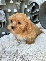 Ava, a female Cavapoo for sale in Bowling Green, KY – 2 of 10