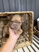 Cashmere, a female French Bulldog for sale in Bowling Green, KY – 7 of 8