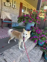 Hunter, a male Pomsky for sale in Bowling Green, KY – 6 of 8