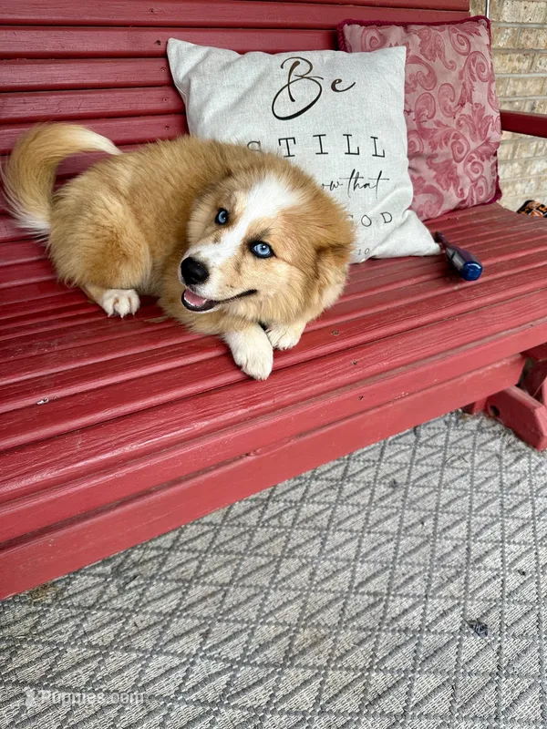 Chance – Pomsky puppy for sale in Bowling Green, KY
