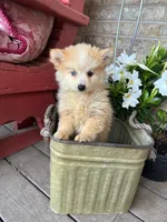 Hailey, a female Pomsky for sale in Bowling Green, KY – 3 of 7