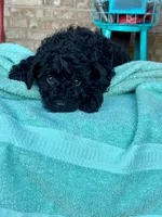 Ethan, a male Cavapoo for sale in Bowling Green, KY – 3 of 5