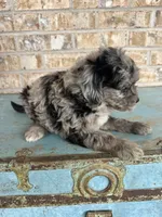 Sydney, a female Bernedoodle for sale in Bowling Green, KY – 3 of 5