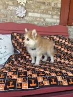 Rocky, a male Pomsky for sale in Bowling Green, KY – 6 of 6