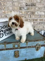 Reese, a female Cavapoo for sale in Bowling Green, KY – 2 of 7