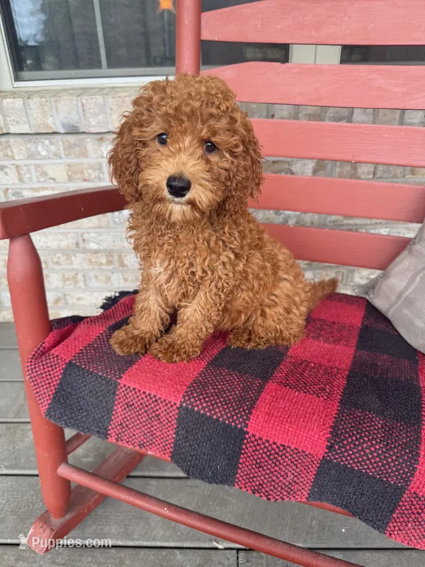 Goldie – Miniature Labradoodle puppy for sale in Bowling Green, KY