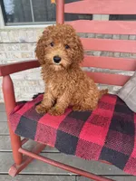 Goldie, a female Miniature Labradoodle for sale in Bowling Green, KY – 4 of 5