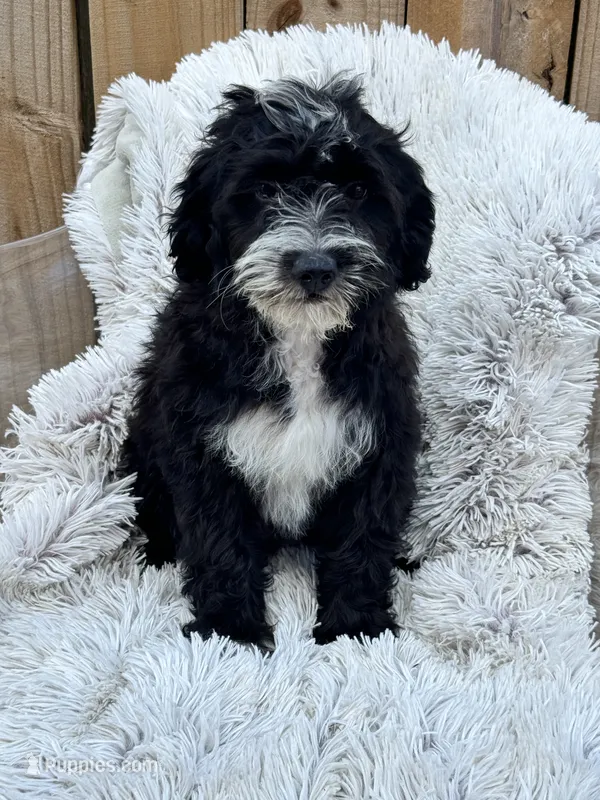 Nova – Miniature Bernedoodle puppy for sale in Bowling Green, KY