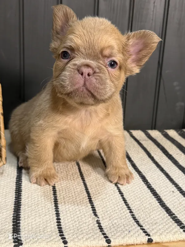 Cashmere – French Bulldog puppy for sale in Bowling Green, KY