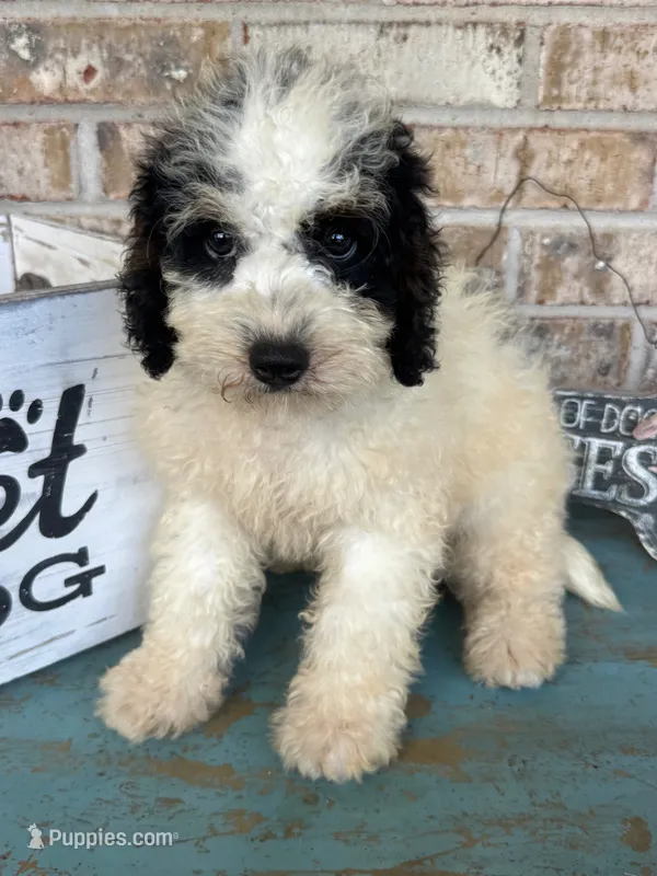 Beau – Miniature Bernedoodle puppy for sale in Bowling Green, KY